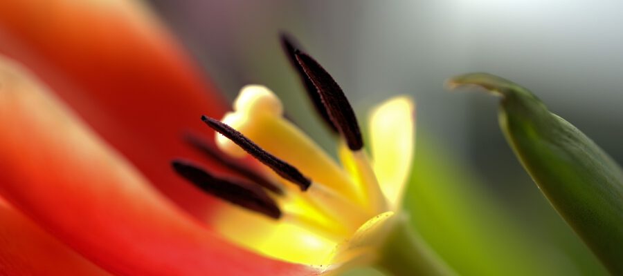 Welkende Tulpe: Ewiges Leben?